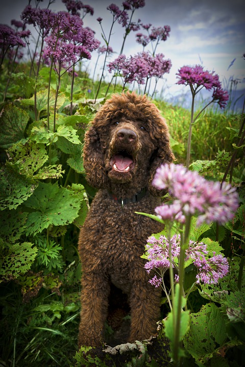 Welke planten zijn gevaarlijk/giftig voor je hond?